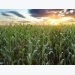 NASA data sets helping Illinois corn farmers