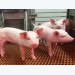 Grant to launch new swine biomedical research center