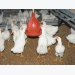 Using pellet quality to improve broiler growth rate, feed conversion