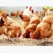 Genes found that could help create more resilient chickens