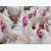How to protect poultry operations from animal activists