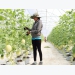 Thanh An - High-tech melon planting is effective
