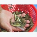 Nhiều loại cá giống nước ngọt tăng giá mạnh tại Đồng Bằng Sông Cửu Long