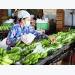 Over 491 million USD invested in processing farm produce in H1