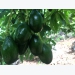 Son La avocados make inroads into foreign markets