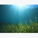 Gieo hy vọng cho ngành nuôi trồng cỏ biển