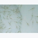 tom-giong-chat-luong-thanh-cong-se-cao