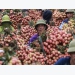 China remains major market for Vietnam’s farm produce