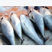 Exports of Vietnamese canned tuna increase