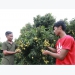Japanese experts approve Vietnam lychee exports