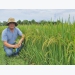 Sản xuất lúa thông minh thích ứng biến đổi khí hậu tại Quảng Nam