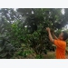 Bà Rịa – Vũng Tàu Province embraces organic farming