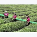 Rare supply - demand imbalance of tea market