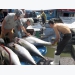 Tuna export market still unstable