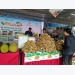 Sơn La to export $9 million of longan