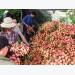 Fruit exports to China down, Vietnam pins hopes on Japan, India