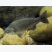 Diseases of the Australian Freshwater Fish Silver Perch (Bidyanus bidyanus) - Part 4