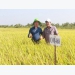 Rice variety OM 468 possesses many potentials for export