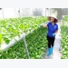 FAO kicks off smart farming project in Vietnam