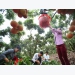 Lychee, longan and other farm produce going strong on digital platforms