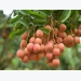 Luc Ngan ends lychee season earlier with smooth consumption