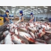 Pangasius export to EU declined 26,2%