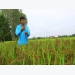 Đồng Tháp farmer delivers organic success