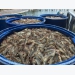 New model changes shrimp farmers’ mindset