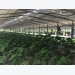 Tay Ninh Province develops high-tech agriculture for export