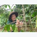 Gia Lai veteran helps fellow farmers prosper
