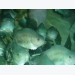 Researchers launch lumpfish welfare tool