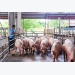 Giá lợn hơi giảm còn 68.000 – 70.000 đồng/kg