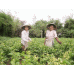 nguoi-dan-lam-giau-nho-trong-cay-lai-o-tan-thanh-ben-tre