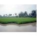 thu-nhap-tren-200-trieu-dong-tu-mo-hinh-luan-canh-tom-lua