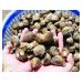 nuoi-so-lai-chac