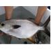 Hiệu quả mô hình nuôi cá chim vây vàng thương phẩm ở Quảng Bình