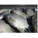 Cá rô phi Việt Nam xuất khẩu vào Úc bị phát hiện có chất cấm