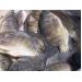 Cá rô phi xuất khẩu bị phát hiện có chất cấm