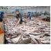 Mỹ lại áp thuế chống bán phá giá cá tra Việt Nam