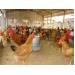 Ứng dụng quy trình chăn nuôi gà thịt đạt tiêu chuẩn VietGAP