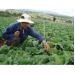  Thiếu chính sách đòn bẩy để nông dân liên kết phát triển nông nghiệp