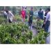 Triển khai dự án phát triển cây ăn quả ôn đới