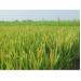 Lúa Japonica J05, lực sỹ chống đổ
