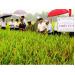 Giống lúa Thiên ưu 8 cho năng suất cao trên đồng đất Thuận Lộc