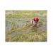 Hàng ngàn ha lúa thiệt hại vì mưa lớn