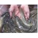 Hiệu quả mô hình nuôi cá chạch bùn trong ao
