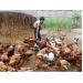 Hiệu quả từ mô hình nuôi gà an toàn sinh học ở huyện Cư Kuin 