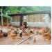 Hiệu quả mô hình HTX chăn nuôi và tiêu thụ gà Tiên Yên