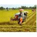 Thời tiết nắng ráo, nông dân miền Bắc khẩn trương thu hoạch lúa