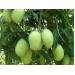 PGS.TS Nguyễn Minh Châu, nguyên Viện trưởng Viện cây ăn quả miền Nam tổ chức sản xuất xoài như Nhật Bản, Đài Loan